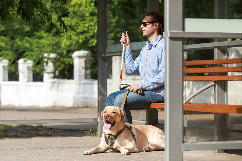 A guide dog sits patiently with a man at the bus stop.